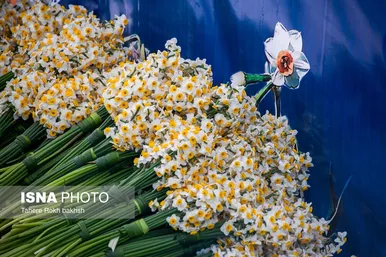 گزارش تصویری | هشتمین جشنواره گل نرگس - کازرون