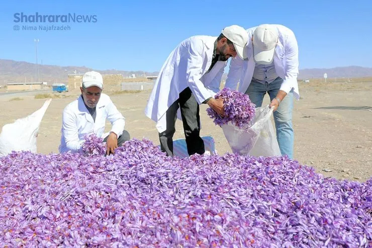 زعفران در گیرودار کاغذبازی‌های اداری