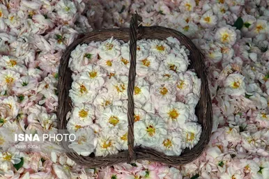 ایران زیباست | گلاب گیری در روستای گیلده گیلان