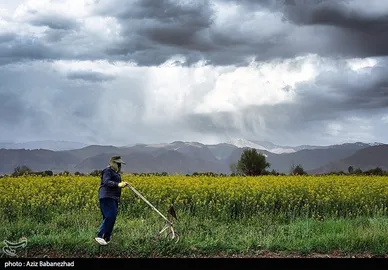 ایران زیباست | کشت کلزا در شهرستان سلسله - لرستان
