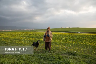 ایرانِ زیبا | «کلزای» بهاری در گلستان