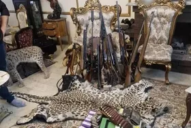 کشف محموله حیوانات تاکسیدرمی و اسلحه در تهران (۱۸ تیر ۱۴۰۴)