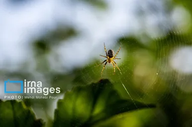 عکس‌هایی از دنیای شگفت انگیز حشرات