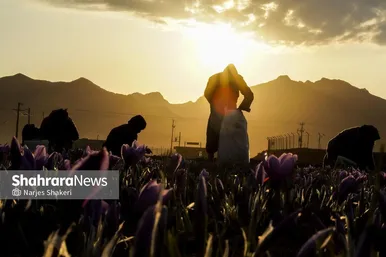 ایران زیباست | فصل طلای سرخِ خراسان