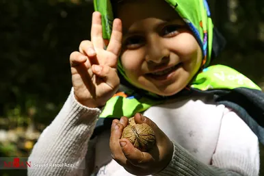 برداشت گردو در اطراف شهر درگز