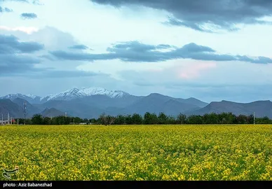 ایران زیباست | کشت کلزا در شهرستان سلسله - لرستان