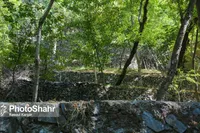 کاهش ۳۰ درصدی درآمد کشاورزان خراسان رضوی از ابتدای سال