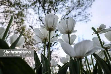 گزارش تصویری | جشنواره گل‌های لاله در مشهد