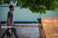 پیش‌بینی هواشناسی کشور (۲۴ اردیبهشت ۱۴۰۴) | ۷ استان از امروز بارانی و خنک می‌شوند