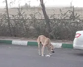 شهروند خبرنگار | درخواست جمع آوری سگ های ولگرد در محوطه بهشت رضا(ع) مشهد + پاسخ