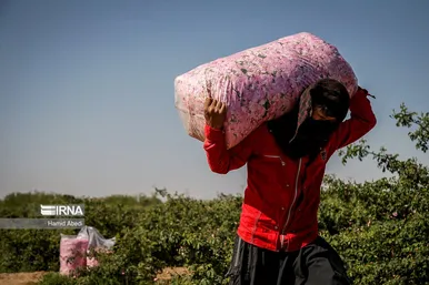 ایران زیباست | برداشت گل محمدی
