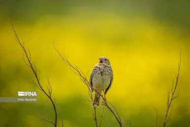 ایران زیباست | تالاب بین المللی گندمان