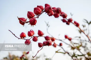ایران زیباست | برداشت چای ترش در شهرستان کارون