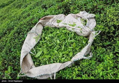ایران زیباست | برداشت چای بهاره - گیلان