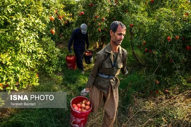 ایران زیباست | برداشت انار در لرستان