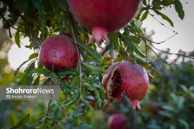 گزارش تصویری | فصل برداشت انار از باغ‌های شهرستان کاشمر