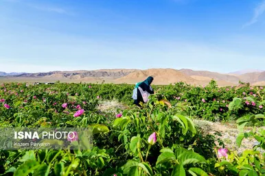 برداشت گل محمدی در کاشان