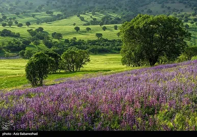 ایران زیباست | دشت گل‌های بنفش در شهرستان خرم آباد
