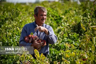 گزارش تصویری | شهرستان تاکستان قطب انگور ایران