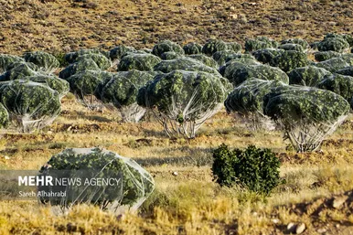گزارش تصویری | برداشت انجیر در استهبان