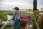 مزرعه گل شب‌بو در شهرستان حمیدیه