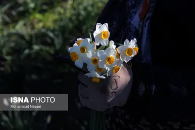 ایران زیباست | مزرعه گل نرگس - گلستان