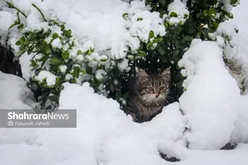 پیش&zwnj;بینی هواشناسی کشور (چهارشنبه، یکم بهمن ۱۴۰۴) | سرما و بارش برف و باران در نواحی شرقی