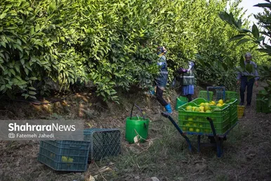 گزارش تصویری | برداشت نارنگی از باغات هاشم‌آباد گرگان