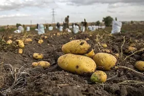 ذخایر سیب زمینی سازمان تعاون روستایی به بازار عرضه می&zwnj;شود (۸ بهمن ۱۴۰۳)