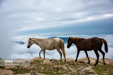 ایران زیباست | سوباتان بهشت مه آلود ایران