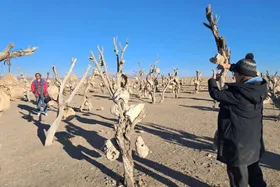 فیلم کوتاه &laquo;باغ بهشت&raquo; ایرانی در راه انگلیس