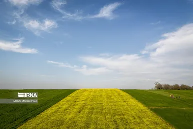 عکس‌هایی از مزارع کلزا