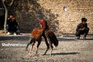 عکس‌هایی از جمعه‌بازار پرنده‌فروشان در شمال شرق مشهد