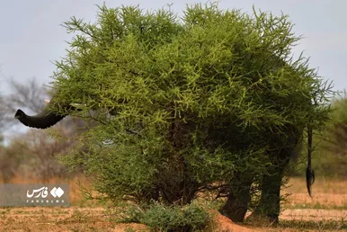 عکس‌هایی از طبیعت