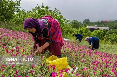 ایران زیباست | برداشت گل‌گاوزبان در روستای «آغوزبن» کندسر