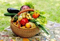 هشدار وزارت بهداشت درباره خطر آلودگی سبزیجات به مدفوع سگ و گربه