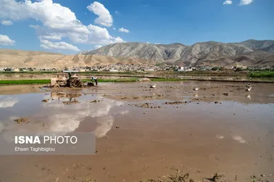 گزارش تصویری | رونق کشت برنج در حاشیه رودخانه قزل اوزن