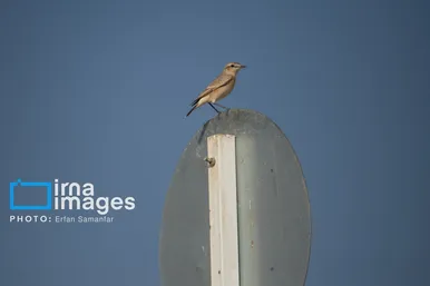 گزارش تصویری | دنیای پرندگان