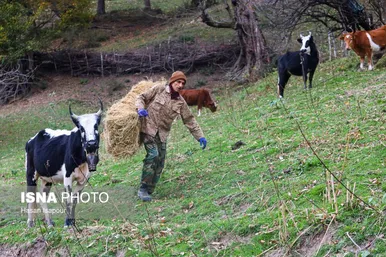 گزارش تصویری | دامداری سنتی گالش مِنزل - سوادکوه