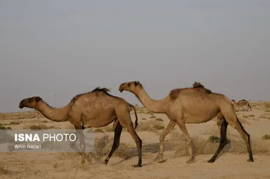 پرورش شتر در هویزه