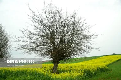 ایران زیباست | طبیعت بهاری روستاهای اطراف ساری