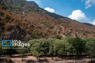 گزارش تصویری | خشکسالی در جنگل‌های هیرکانی گلستان