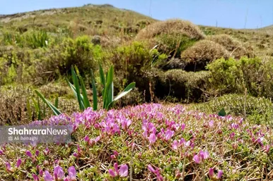 طبیعت زیبای روستای کردینه در حوالی مشهد