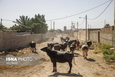منطقه گاومیش آباد در اهواز