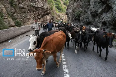 گزارش تصویری | «جاده چالوس» گذرگاه بهاری عشایر