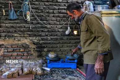 برداشت نیشکر در مازندران