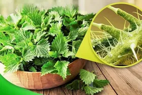 اثرگذاری گیاه &laquo;گزنه&raquo; در ارتقای سلامت زنان