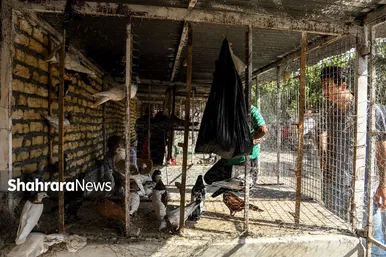 عکس‌هایی از جمعه‌بازار پرنده‌فروشان در شمال شرق مشهد