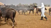 تب کریمه کنگو چه کسانی را بیشتر مبتلا می‌کند؟