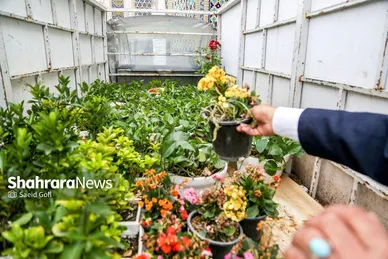عکس‌هایی از گل آرایی حرم مطهر رضوی در دهه کرامت